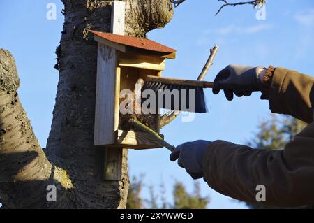 Nistkasten saeubern, pulizia della scatola nido in primavera Foto Stock