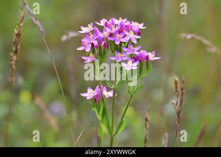 Fiori di Centaury, Una fioritura del Centaurium erythraea Foto Stock