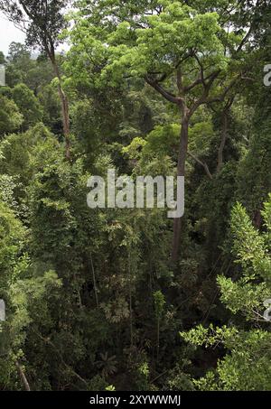 Treetops nella foresta pluviale tropicale Foto Stock