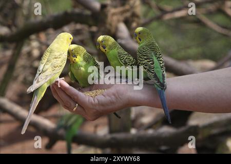 Dai da mangiare ai tuoi amici Foto Stock