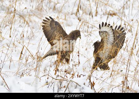 Due Common Buzzard combattono per il cibo. Maeusebussarde kaempfen um Beute Foto Stock