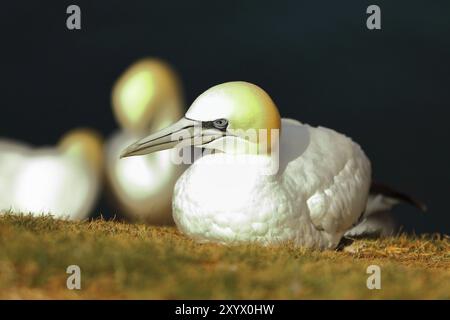 Gannet settentrionale (Morus bassanus), situato sul bordo della scogliera, Helgoland, bassa Sassonia, Germania, Europa Foto Stock