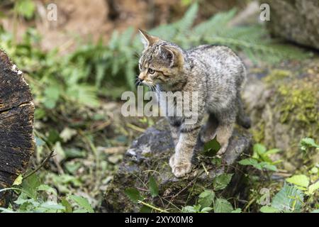 Un piccolo gattino che esplora con cautela una pietra coperta di muschio nella foresta, wildcat (Felis silvestris), gattino, Germania, Europa Foto Stock