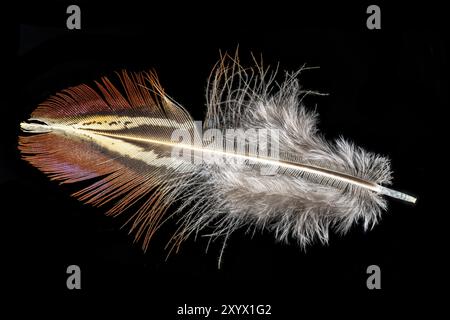 Foto macro di una piuma di fagiano rosso-marrone tagliata sul nero Foto Stock