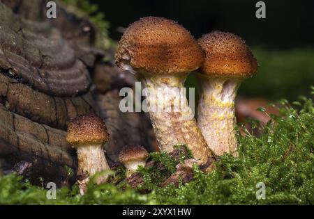 Fungo del miele giovane che cresce nel fogliame autunnale su sfondo sfocato Foto Stock