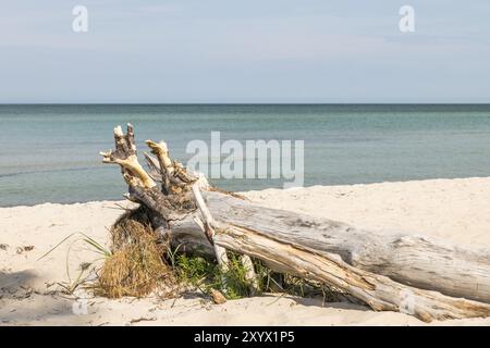 La vecchia radice di alberi giace intemprata su una spiaggia sabbiosa che si affaccia sul mare Foto Stock