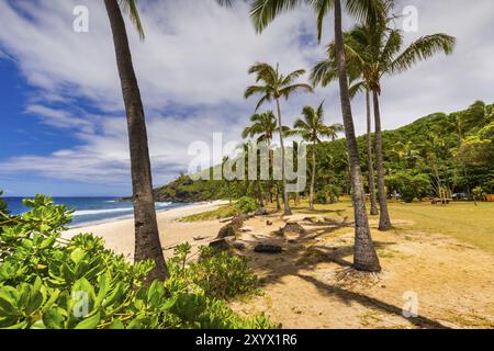 Giornata soleggiata con noce di cocco e sabbia a Grande Anse Beach, Isola di Reunion Foto Stock