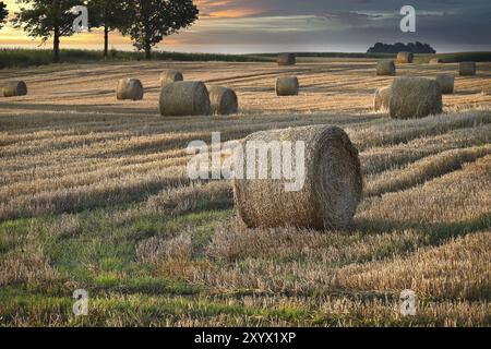 Bel paesaggio ondulato, vasto campo con balle di fieno, sole mattutino sta dipingendo la scena in una meravigliosa tonalità arancio Foto Stock