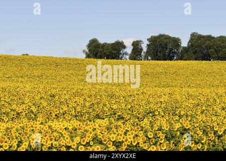 Sonnenblumenfeld, Un campo di girasole in piena fioritura Foto Stock