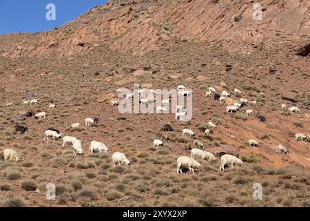 Ovini e caprini in Marocco, Nord Africa Foto Stock