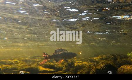 Grayling combatte sott'acqua in acque poco profonde. Grayling è stato catturato e agganciato dal fiume Artico da un pescatore in Lapponia in Svezia nella regione di Kiruna in Foto Stock