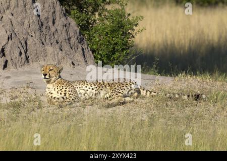 Cheetah che prende il sole nella riserva di Moremi in Botswana Foto Stock