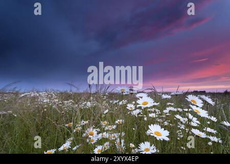 Splendido tramonto sui fiori di camomilla in estate Foto Stock