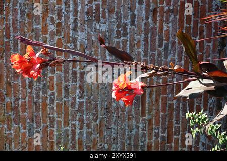 Canna Lilies in Walled Garden, Felbrigg Hall, vicino a Cromer, Norfolk, Inghilterra, REGNO UNITO Foto Stock