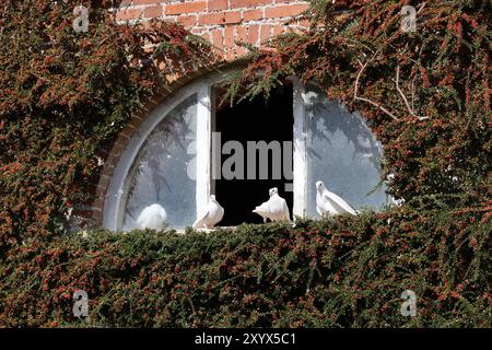 Colombe a Dovecote, Felbrigg Hall, vicino a Cromer, Norfolk, Inghilterra, REGNO UNITO Foto Stock