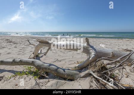 La vecchia radice di alberi giace intemprata su una spiaggia sabbiosa che si affaccia sul mare Foto Stock