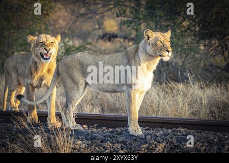 Coppia di leoni (Panthera leo) in piedi su binari ferroviari, Balule Plains, Sudafrica, Africa Foto Stock