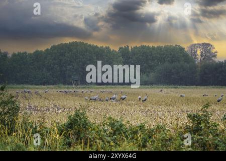 Gru in un luogo di riposo su un campo di mais raccolto di fronte a una foresta. Alimentazione di uccelli migratori. Animali selvatici sul Darss nella natura. Foto animali Foto Stock