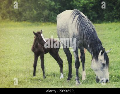 Neonato a cavallo con la madre sull'erba verde. Primavera Foto Stock