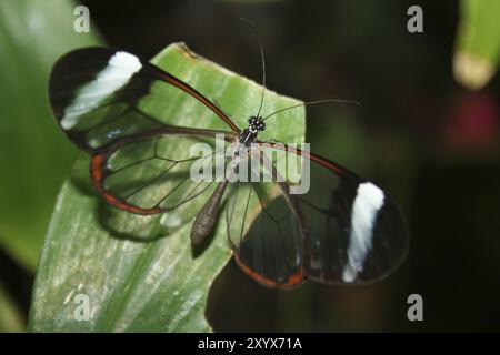 Spirito della foresta, Greta oto, seduta su una foglia Foto Stock