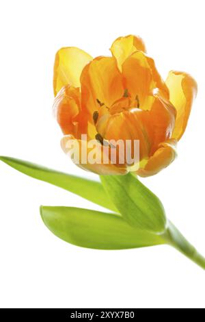 Arancione e il tulipano giallo Foto Stock