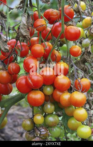 La piaga del pomodoro, la piaga tardiva del pomodoro 03 Foto Stock