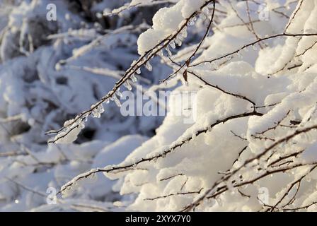 Eiszapfen am Strauch, icicle su Bush Foto Stock