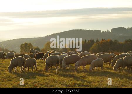 Pecora merino sul pascolo. Gregge di pecore Foto Stock