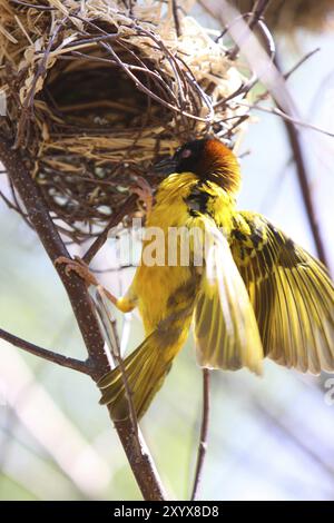 Textor weaver maschile o Village weaver che costruisce un nido Foto Stock