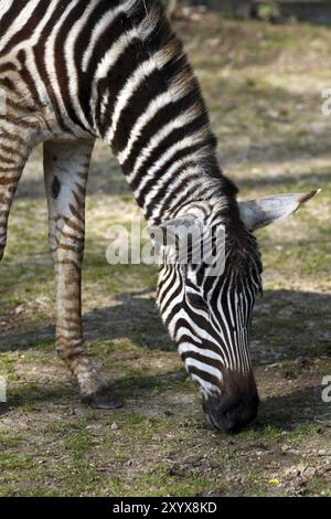 Zebra di Grant (Equus burchelli granti) Foto Stock