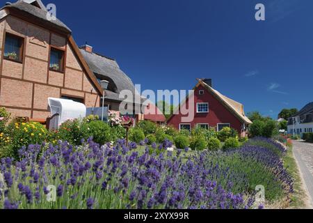 Vista del villaggio con case sul tetto di paglia accanto a un campo di lavanda in fiore in una giornata di sole, Ruegen (Gross Zicker) Foto Stock