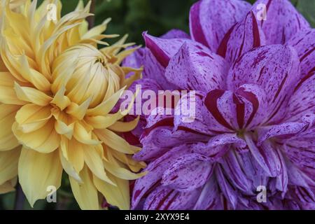 Due fiori di dahlia in giallo e viola su sfondo verde, Legden, Muensterland, germania Foto Stock