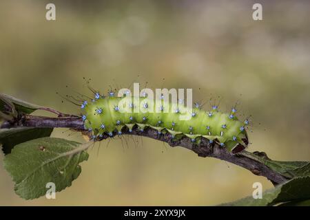 Saturnia pyri, falena pavone gigante, caterpillar Foto Stock