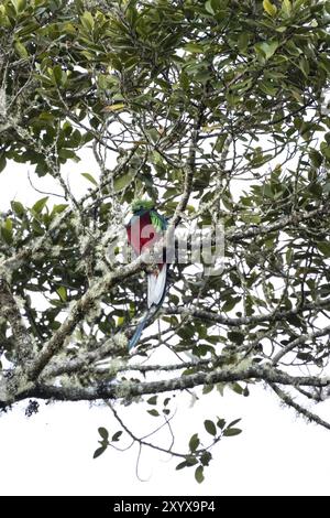 Quetzals risplendenti (Pharomachrus mocinno) seduti su un albero nella foresta nebulizzata, Parque Nacional Los Quetzales, Costa Rica, America centrale Foto Stock