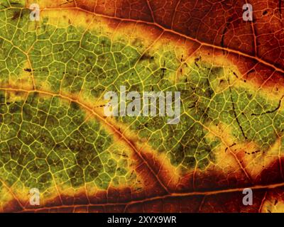 Parte inferiore di una foglia autunnale traslucida in vari colori. Con vene a foglia e cellule a foglia Foto Stock