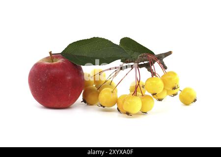 Mela rossa e mela gialla di granchio europeo o mela selvatica (Malus sylvestris) isolata su sfondo bianco Foto Stock