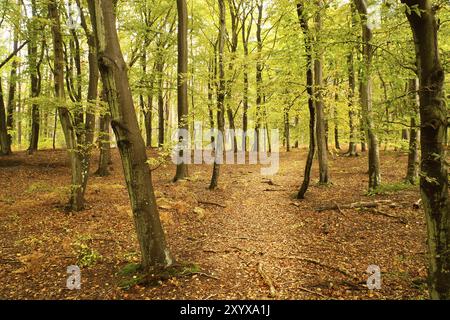 Foresta di faggi in autunno. Foglie verdi e colorate. Foglie arancio-marrone sul pavimento della foresta. Passeggiata nella foresta attraverso la natura. Foto del paesaggio dalle fortezze Foto Stock