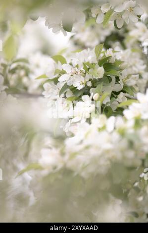 Ramo in fiore di mele con fiori bianchi aperti e stami gialli, pochi fiori chiusi in rosa, foglie verdi, luce di sfondo e sfocato, Dortmund, Ger Foto Stock