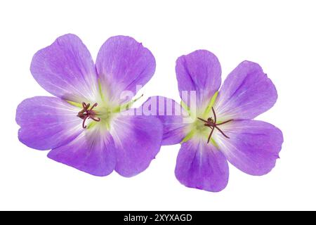 Cranesbill (Geranium) su sfondo bianco Foto Stock