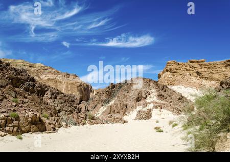 Cespugli verdi sulla sabbia in un canyon nel deserto sullo sfondo di montagne e un cielo blu con nuvole in Egitto Dahab Foto Stock
