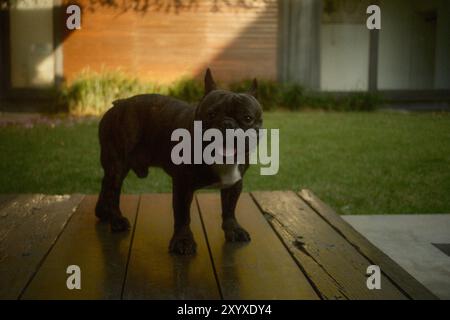 Un Bulldog francese brindle nero in piedi in un'area giardino all'aperto Foto Stock