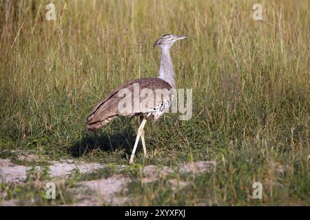 Riesentrappe Foto Stock