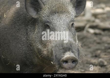 Il cinghiale ritratto Foto Stock