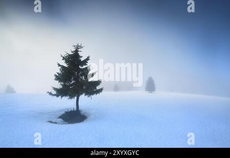 Abete di montagna sulla neve nella nebbia mattutina, Feldberg, Germania, Europa Foto Stock