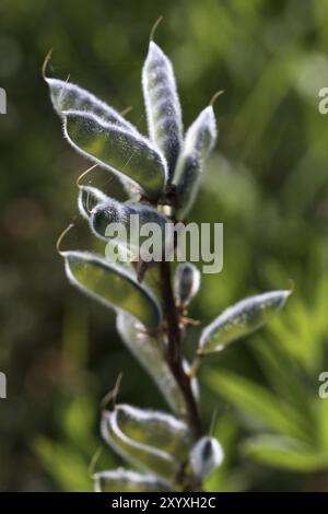 Testa di seme di un lupino Foto Stock