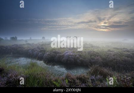 L'alba nebbiosa sulla palude con erica fiorita, Fochteloerveen, Paesi Bassi Foto Stock