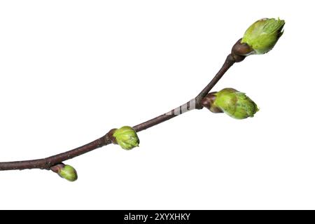 Piccolo ramo di un tiglio con gemme, tagliato Foto Stock