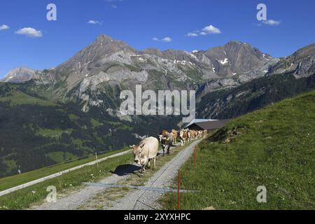 Le vacche e le montagne, scena vicino a Gstaad Foto Stock