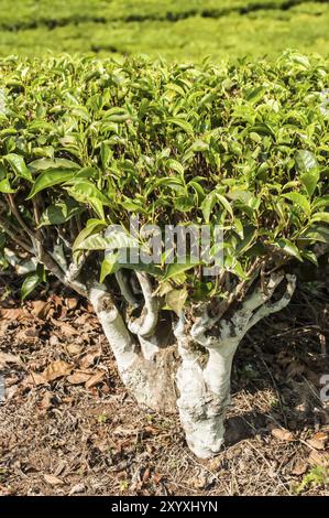 Una vista ravvicinata di una pianta completa di tè in una fattoria di tè. gli steli e le foglie sono chiaramente vibili Foto Stock