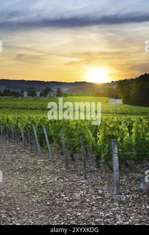 Tramonto sui vigneti di Beaujolais, Rodano, Francia, Europa Foto Stock